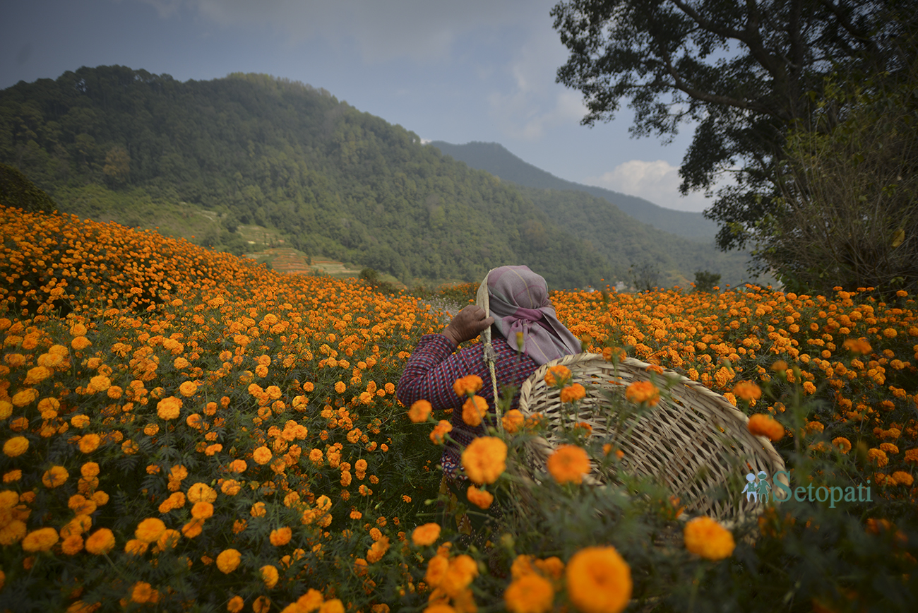 काठमाडौंको इचंगुका स्थानीय सयपत्री फूल टिप्दै। तस्बिरः निशा भण्डारी